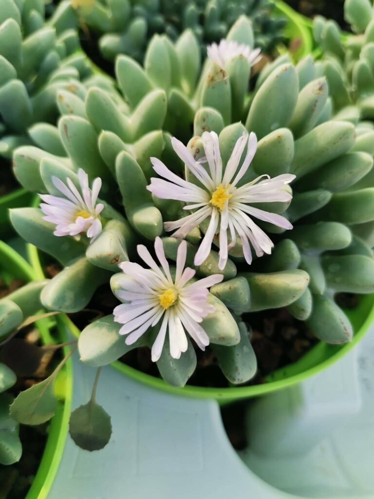 Siracactus-Succulente-Conophytum-blandum-2-1.jpg