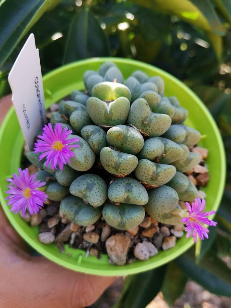 Siracactus-Succulente-Conophytum-cordatum.jpg