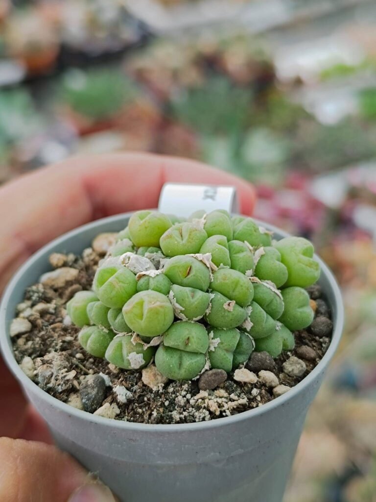 Siracactus-Succulente-Conophytum-hians.jpg