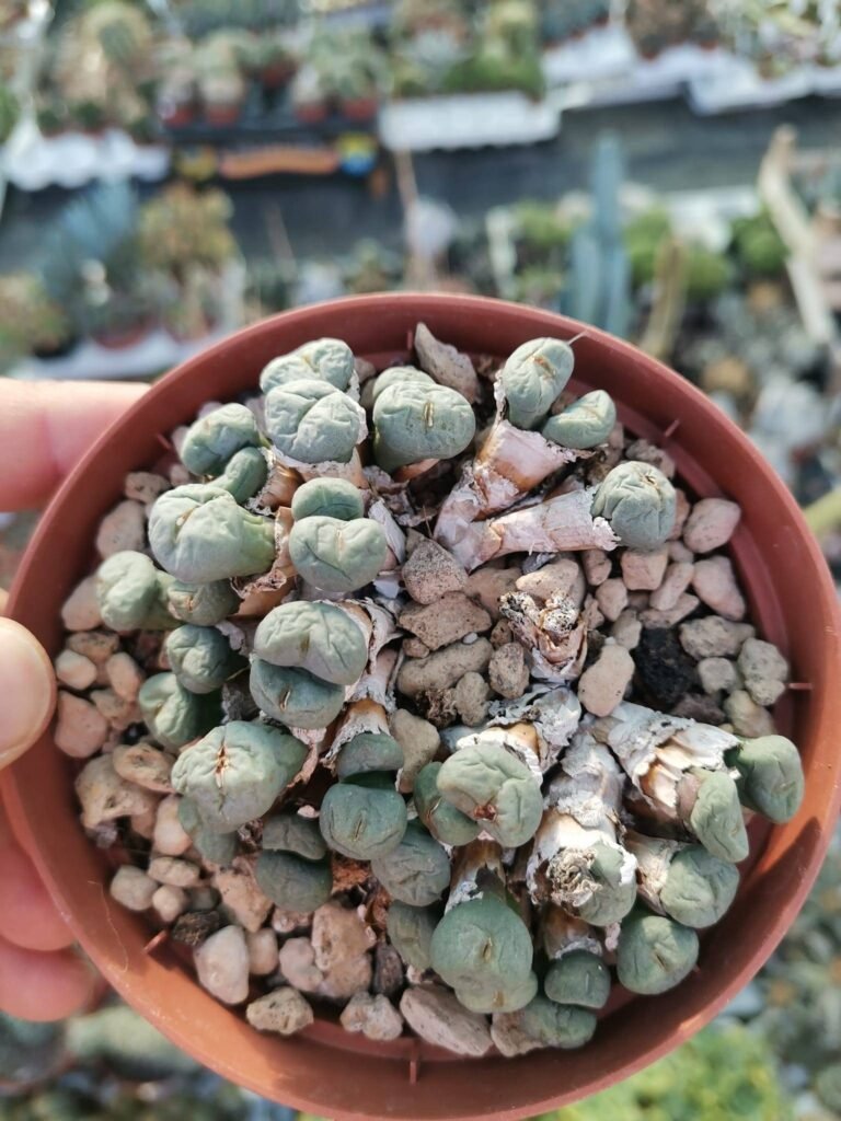 Siracactus-Succulente-Conophytum-minutum-1.jpg