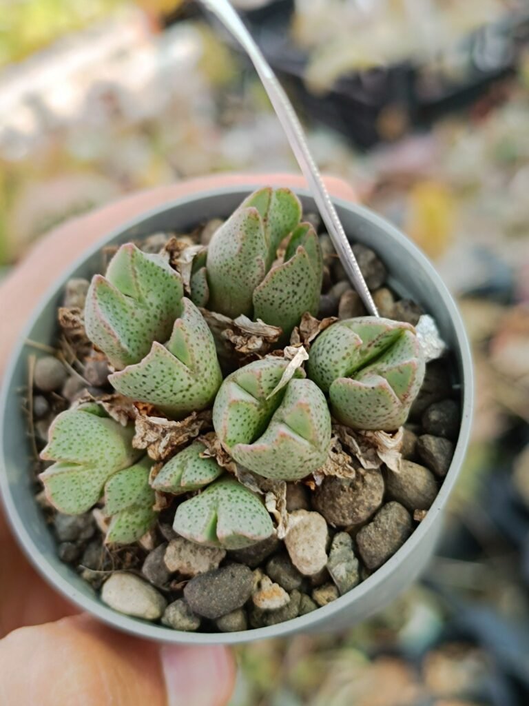 Siracactus-Succulente-Conophytum-taylorianum-1.jpg