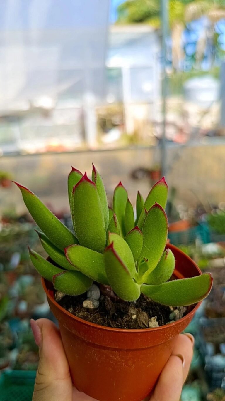 Siracactus-Succulente-Cotyledon-Coral-2-1.jpg