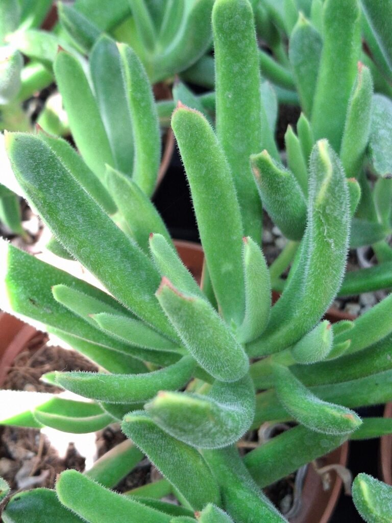 Siracactus-Succulente-Cotyledon-coral-2.jpg