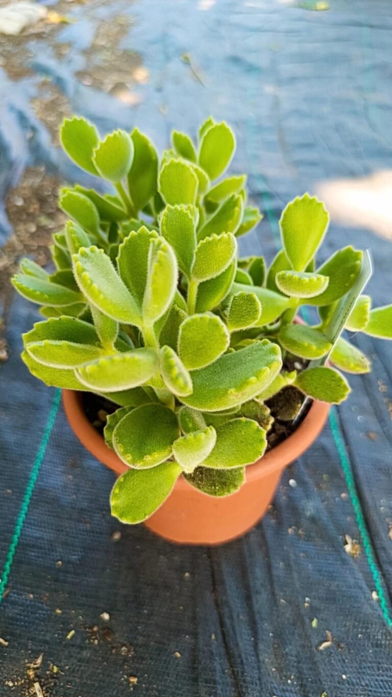 Siracactus-Succulente-Cotyledon-ladismithiensis.jpg