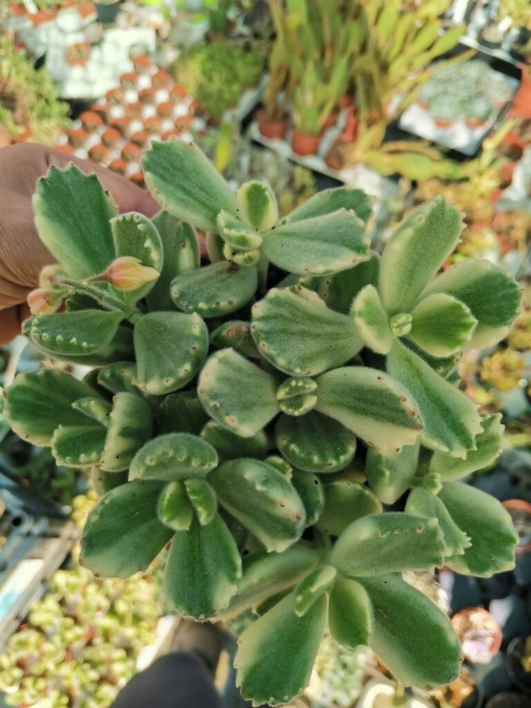 Siracactus-Succulente-Cotyledon-ladismithiensis-variegata-3-1.jpg