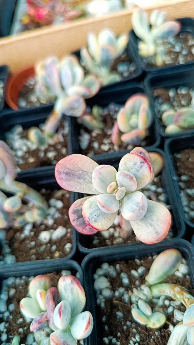 Siracactus-Succulente-Cotyledon-orbiculata-cv-oophylla-variegata.jpg