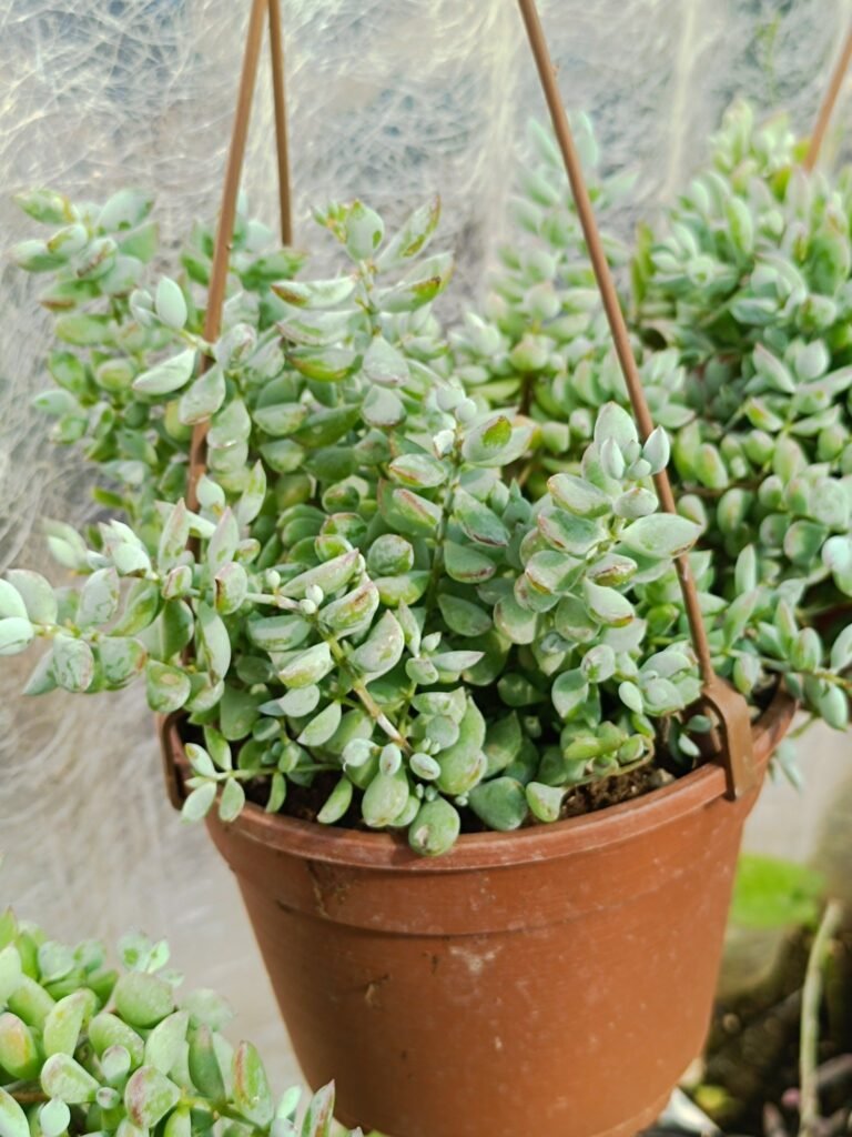 Siracactus-Succulente-Cotyledon-pendens-1-2.jpg