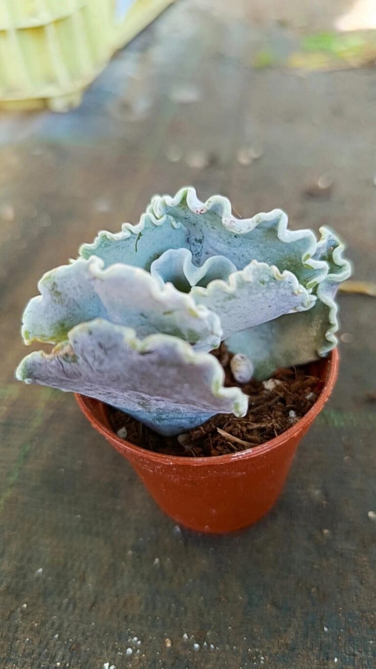 Siracactus-Succulente-Cotyledon-undulatum.jpg