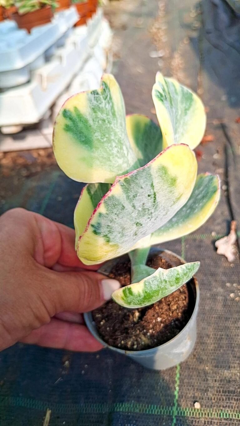 Siracactus-Succulente-Cotyledon-undulatum-Variegata.jpg