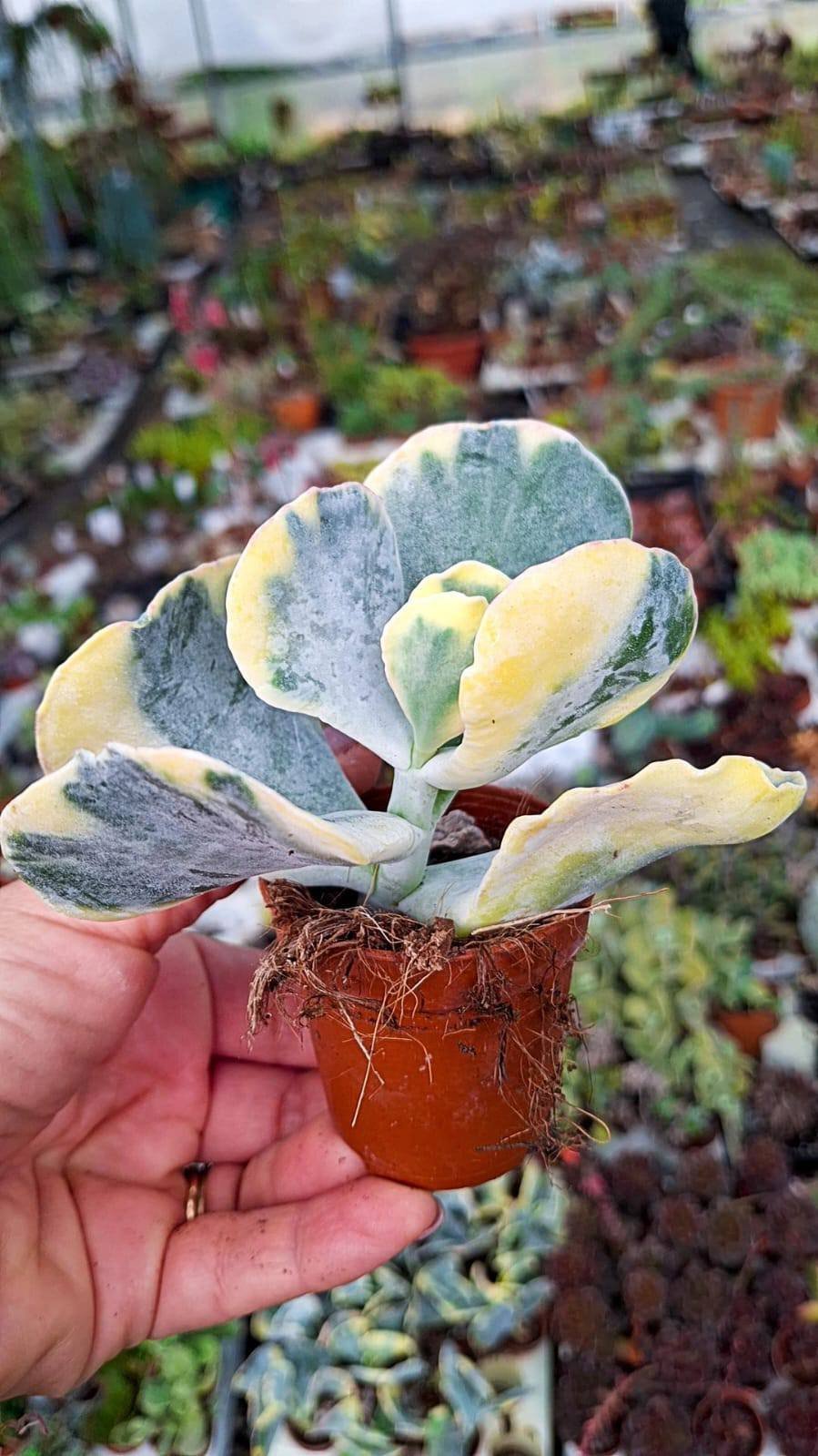 Siracactus-Succulente-Cotyledon-undulatum-variegato.jpg
