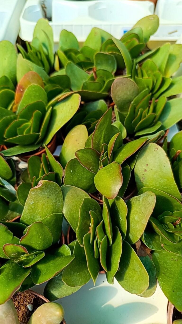 Siracactus-Succulente-Crassula-borracha.jpg
