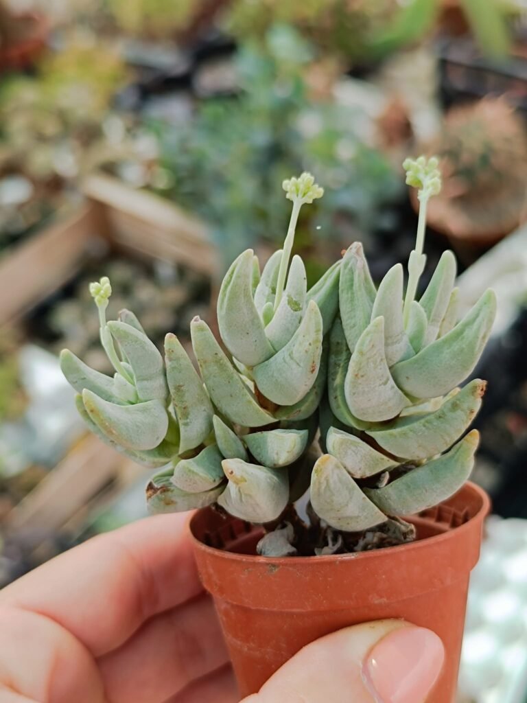 Siracactus-Succulente-Crassula-cornuta-2.jpg