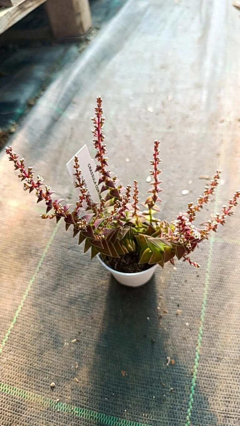 Siracactus-Succulente-Crassula-corymbulosa-1.jpg