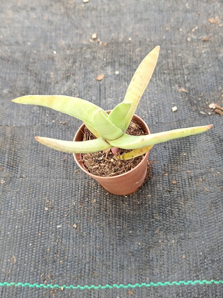 Siracactus-Succulente-Crassula-falcata.jpg