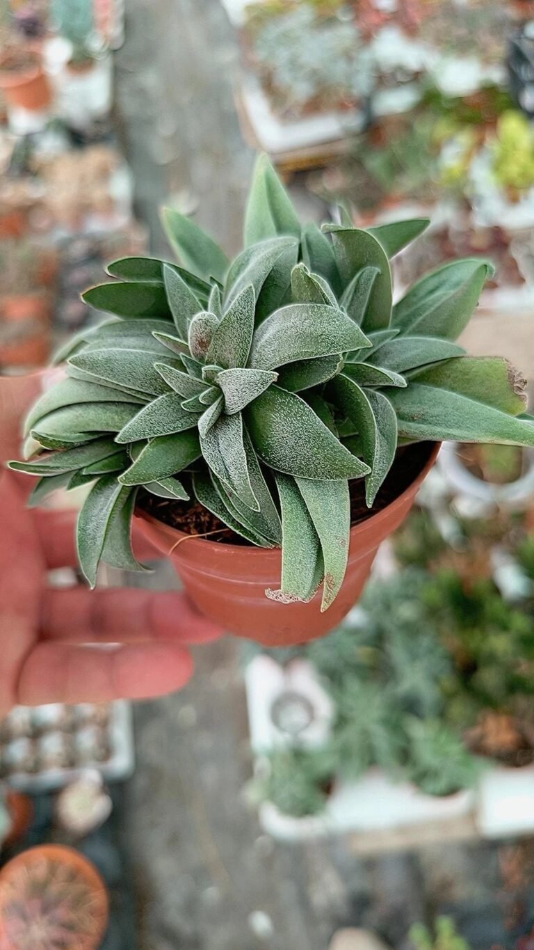 Siracactus-Succulente-Crassula-fortuna-3.jpg