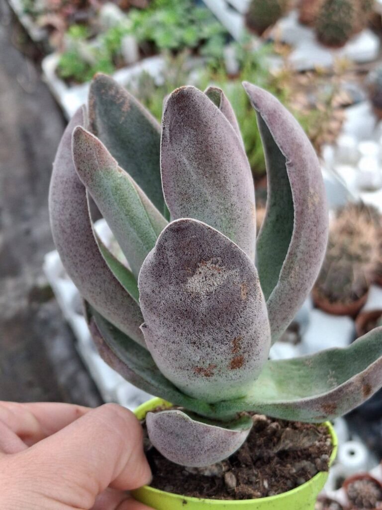 Siracactus-Succulente-Crassula-garnet-Lotus-1.jpg