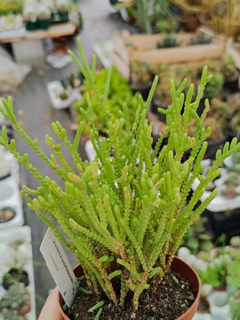 Siracactus-Succulente-Crassula-lycopodoides-1.jpg