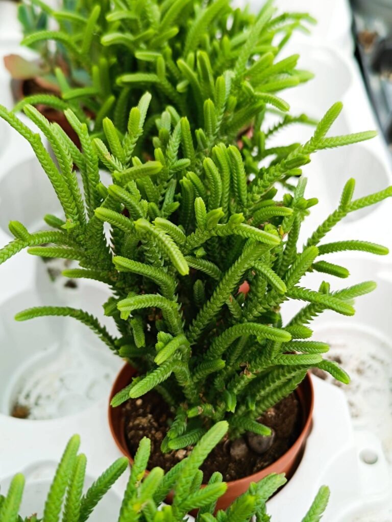 Siracactus-Succulente-Crassula-lycopodoides.jpg