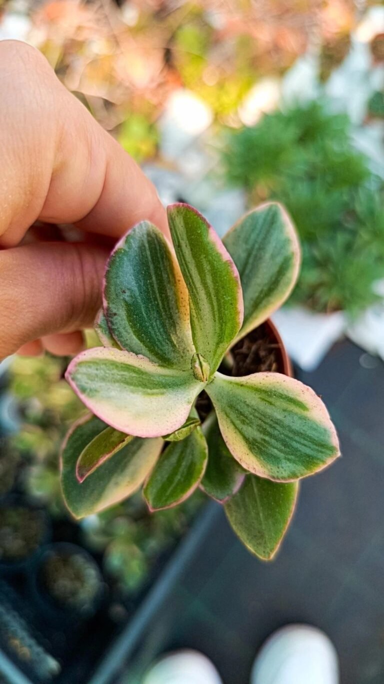 Siracactus-Succulente-Crassula-obliqua-tricolor.jpg