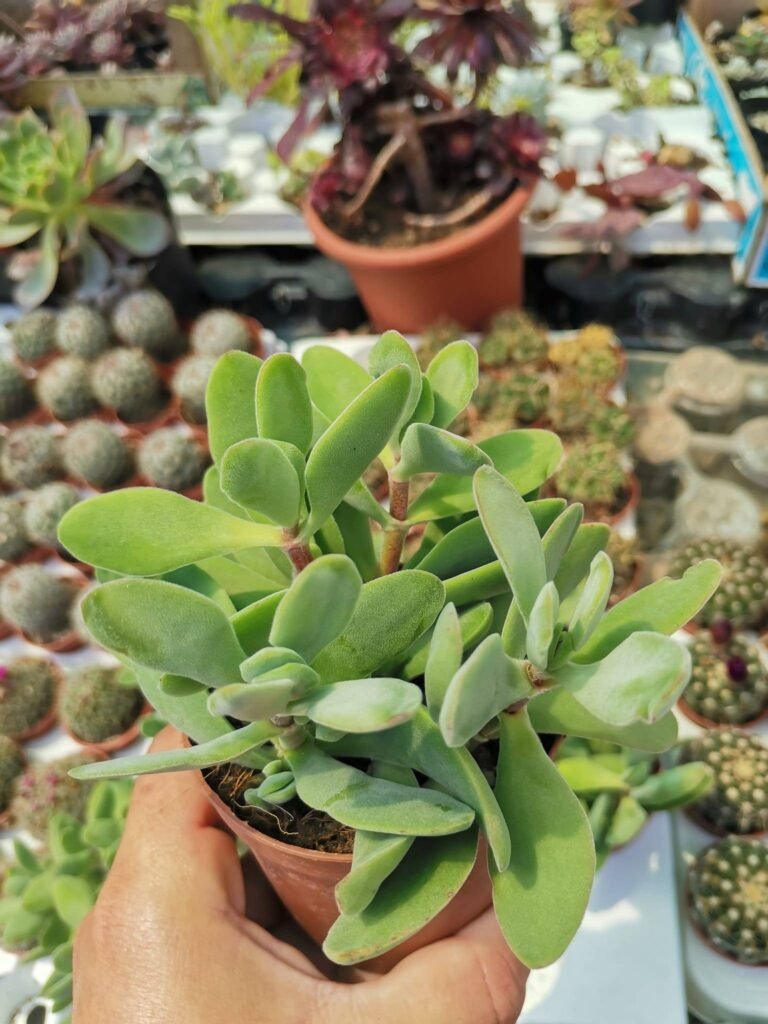 Siracactus-Succulente-Crassula-obvallata.jpg