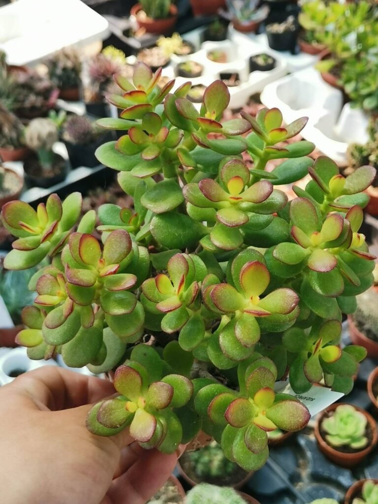 Siracactus-Succulente-Crassula-ovata-minor-1.jpg