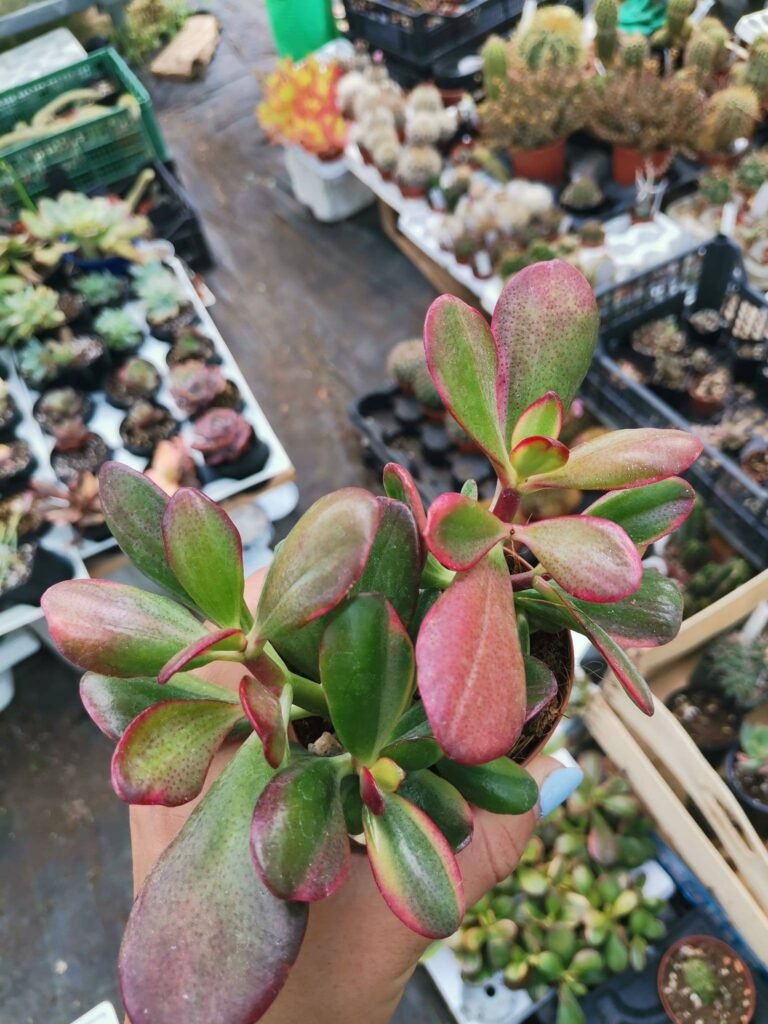 Siracactus-Succulente-Crassula-ovata-variegata-mikaeri-biijin.jpg