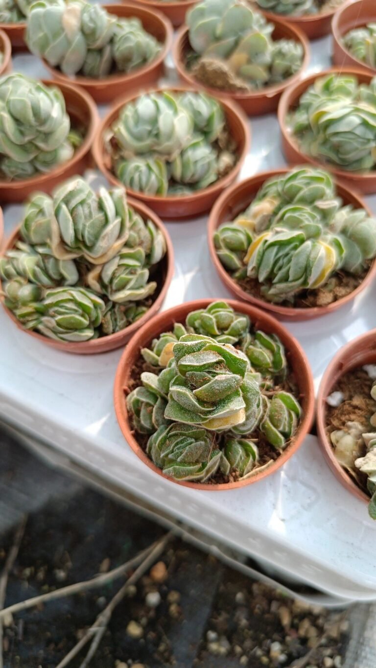 Siracactus-Succulente-Crassula-pangolin.jpg