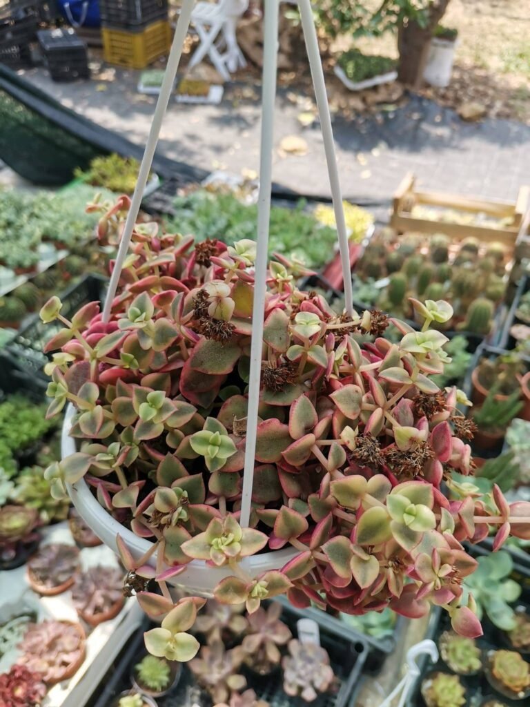 Siracactus-Succulente-Crassula-pellucida-marginalis-variegata.jpg