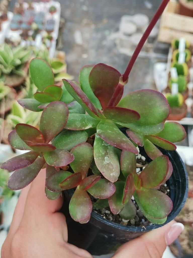 Siracactus-Succulente-Crassula-platyphylla-f.-red-1.jpg