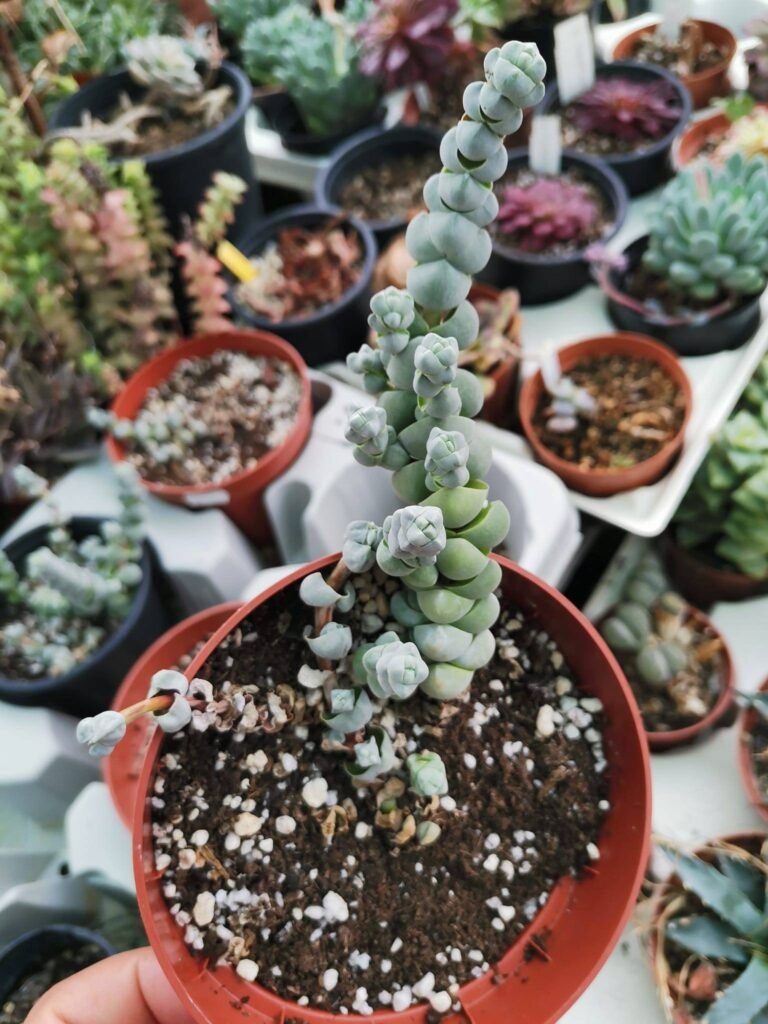 Siracactus-Succulente-Crassula-plegmatoides-arta.jpg