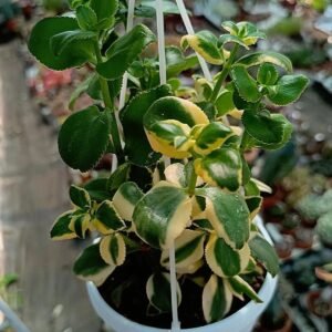 Crassula Sarmentosa Variegata