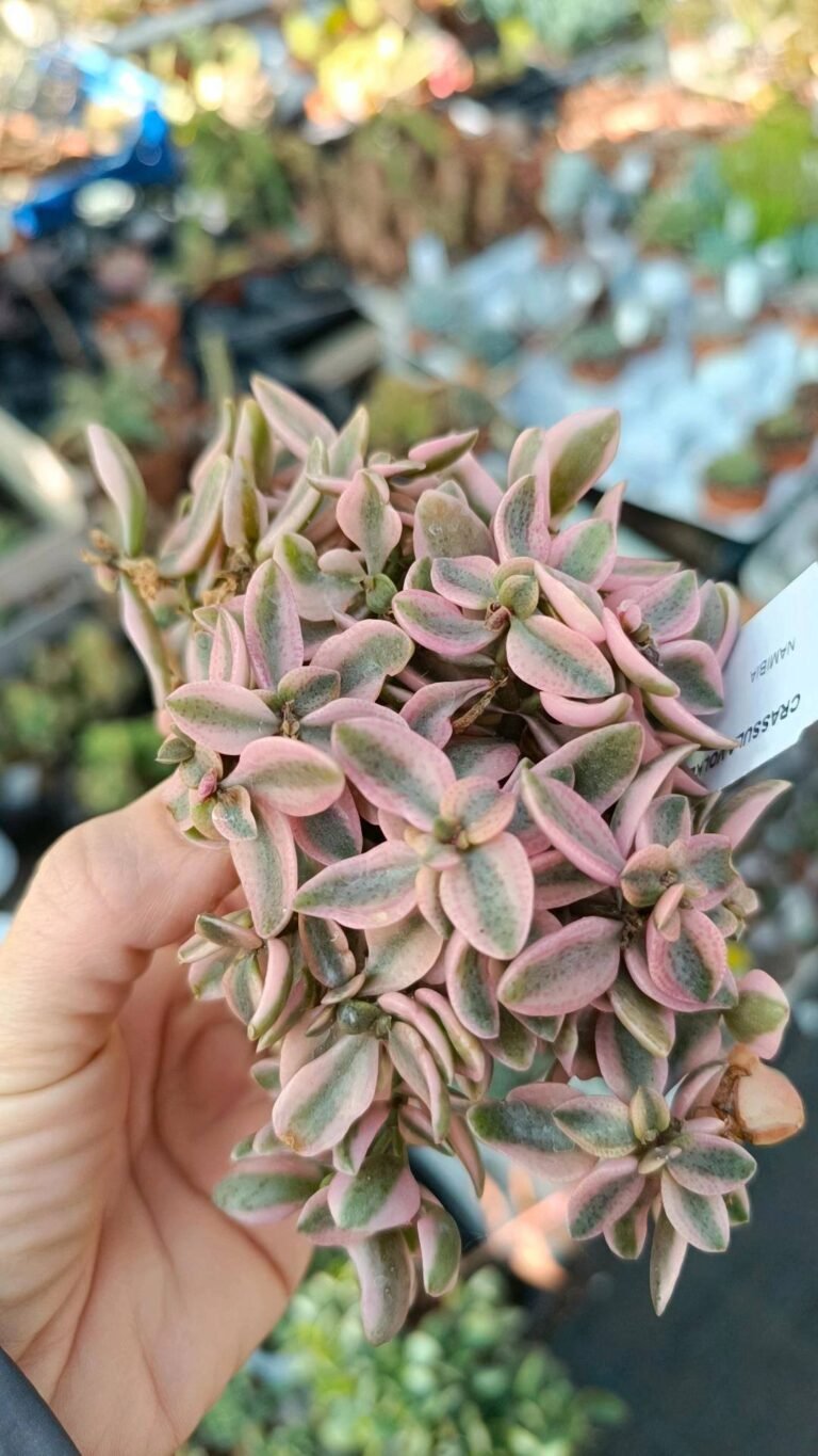 Siracactus-Succulente-Crassula-volkensii-variegata-9.jpg