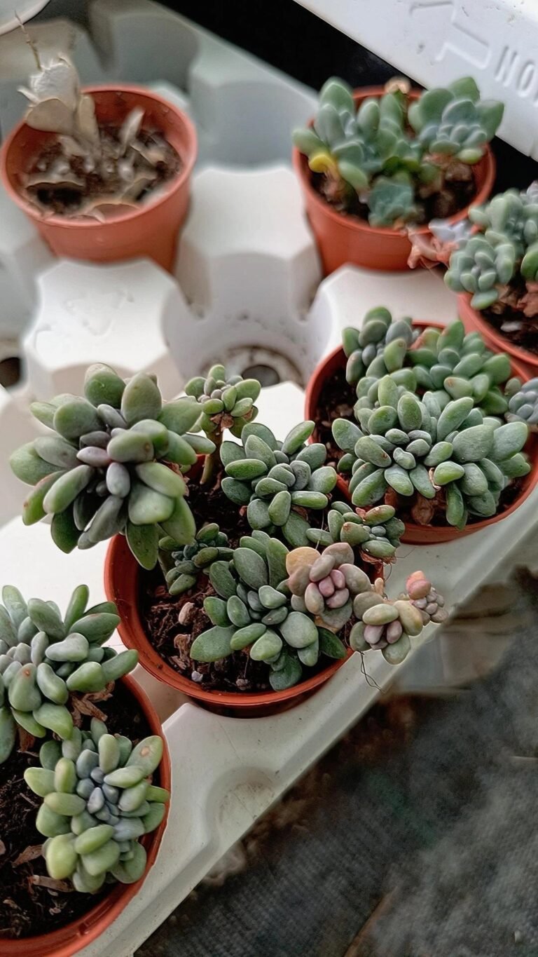 Siracactus-Succulente-Cremneria-expatriata-f-cristata-6.jpg