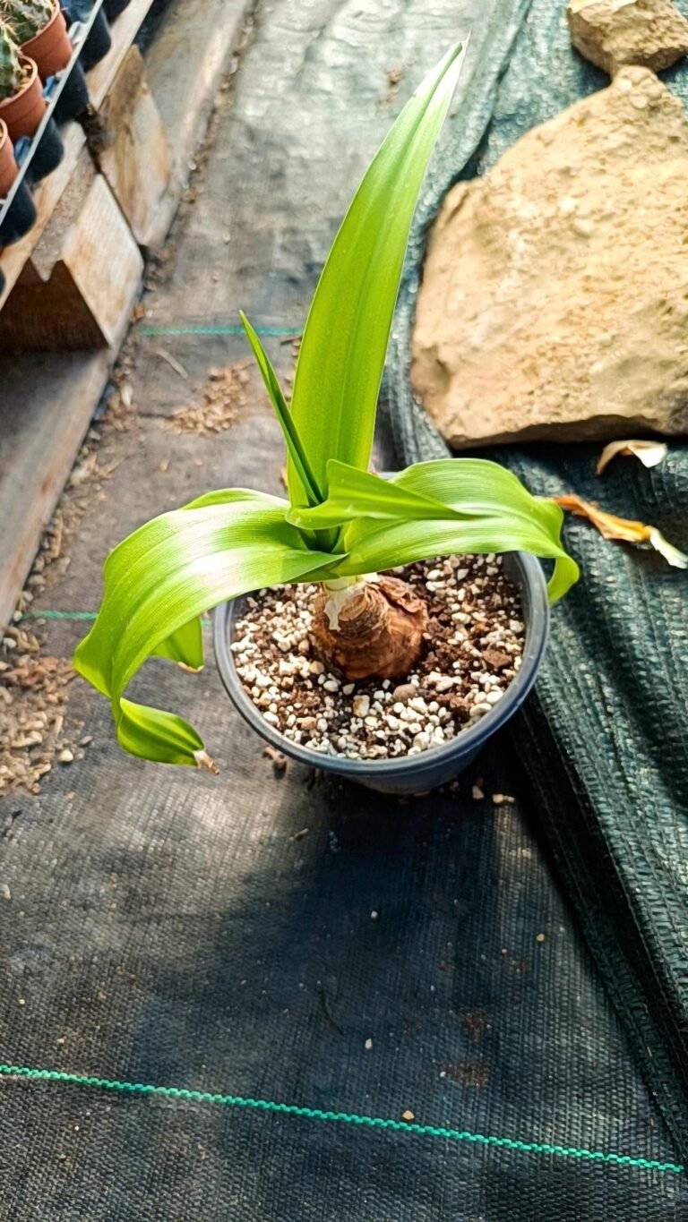 Siracactus-Succulente-Crinum-Ellen-Bosanquet.jpg