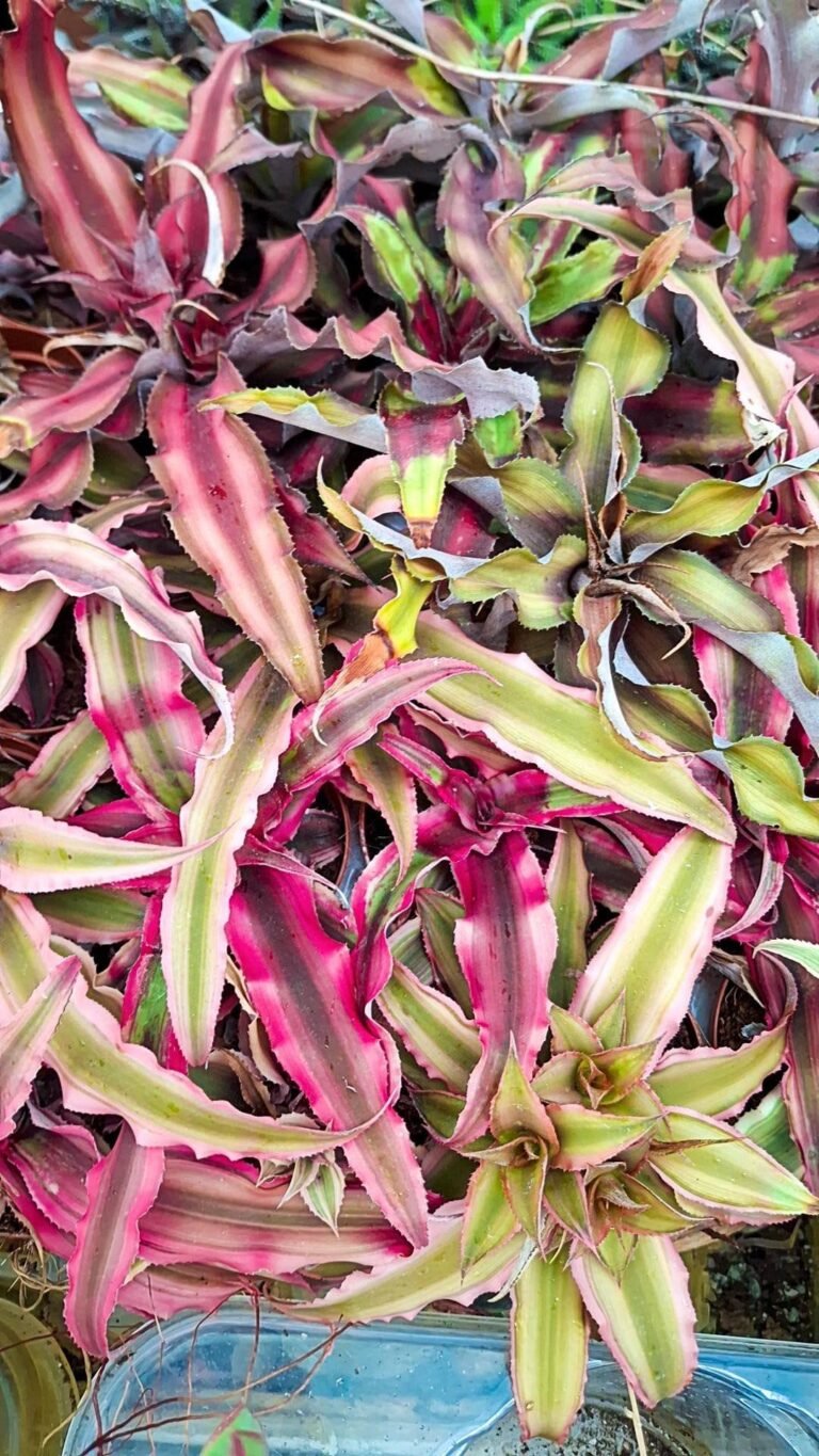 Siracactus-Succulente-Cryptanthus-bivittatus-Pink-and-Red.jpg
