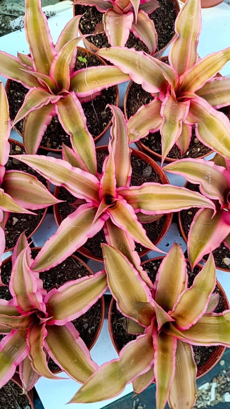 Siracactus-Succulente-Cryptanthus-pink-star.jpg