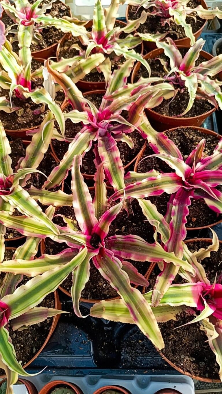 Siracactus-Succulente-Cryptanthus-purple-star.jpg