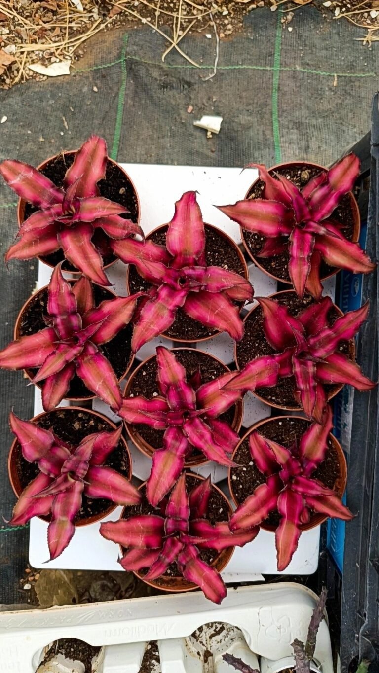 Siracactus-Succulente-Cryptanthus-red-star.jpg