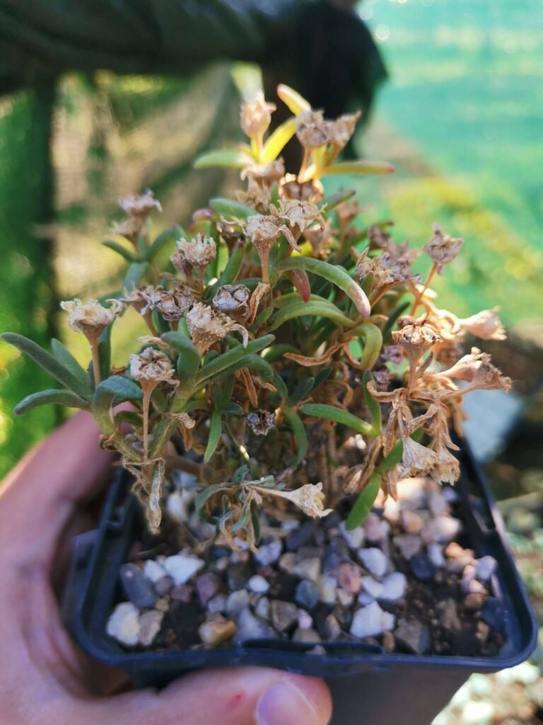 Siracactus-Succulente-Delosperma-bosseranum.jpg