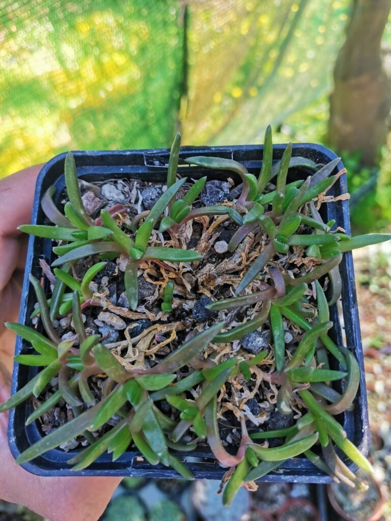 Siracactus-Succulente-Delosperma-congestum-cv-album.jpg