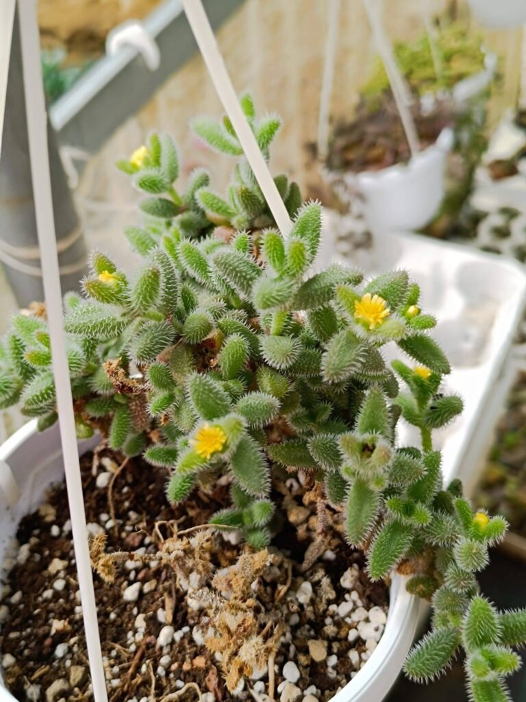 Siracactus-Succulente-Delosperma-echinatum-5.jpg