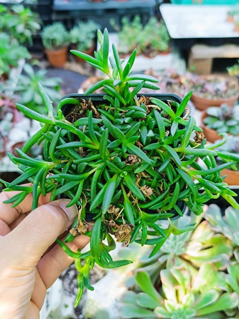 Siracactus-Succulente-Delosperma-eugens-beste.jpg