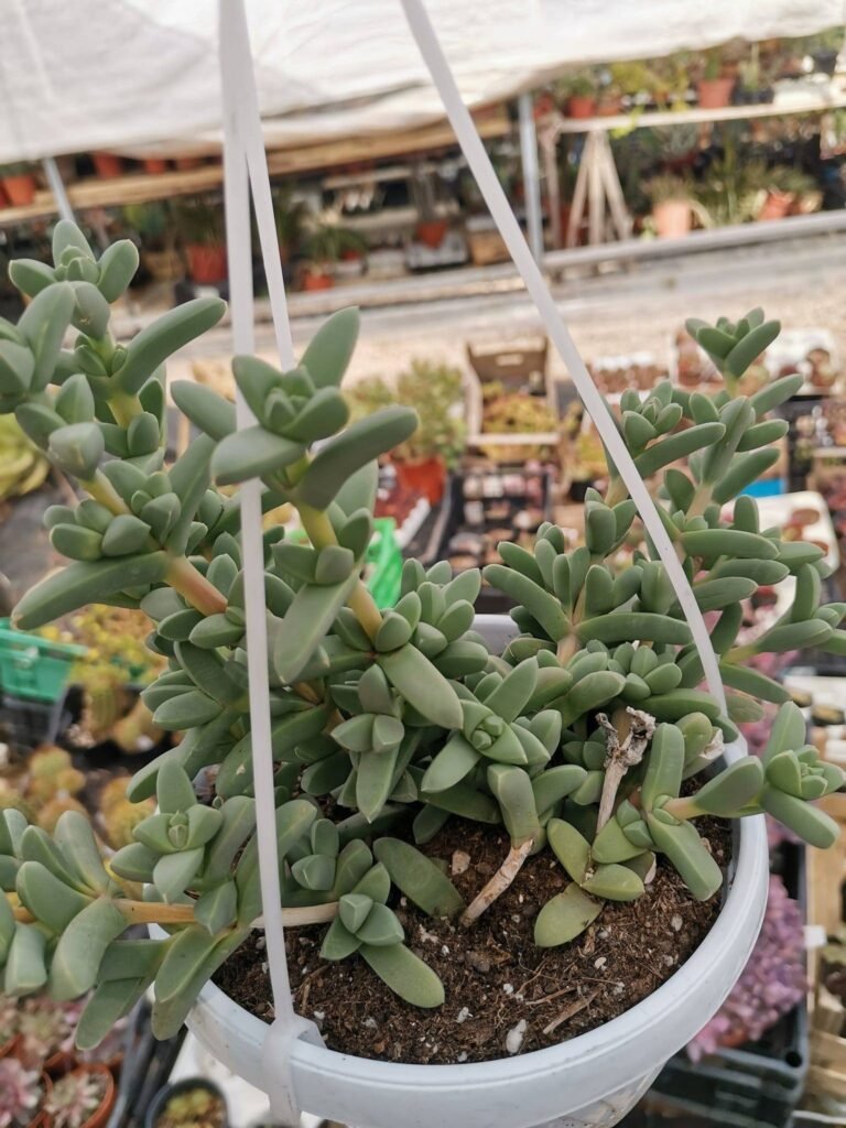 Siracactus-Succulente-Delosperma-sp.jpg