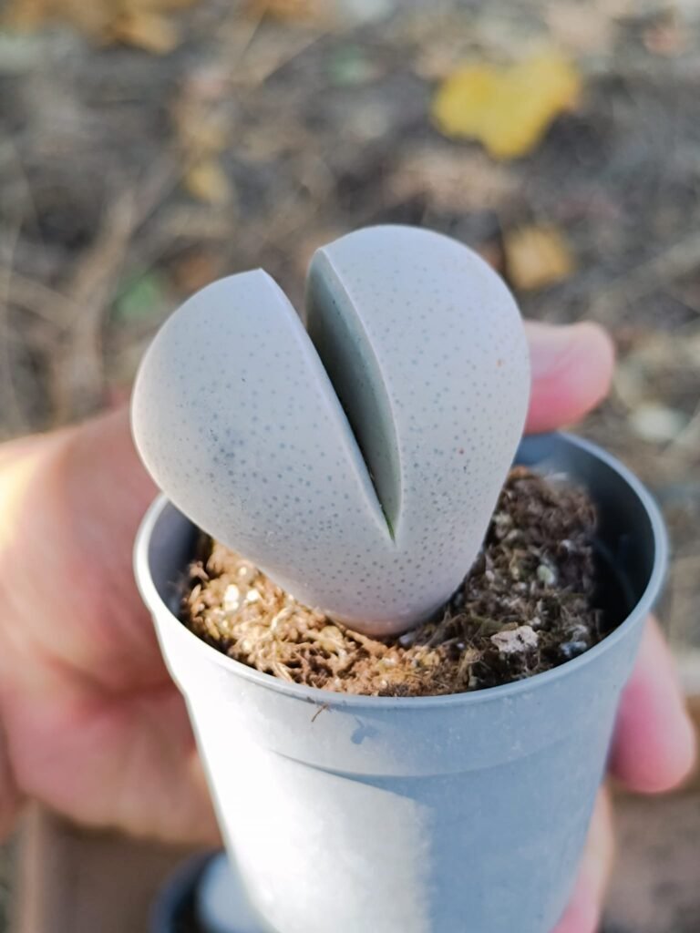 Siracactus-Succulente-Dinteranthus-sp-2.jpg