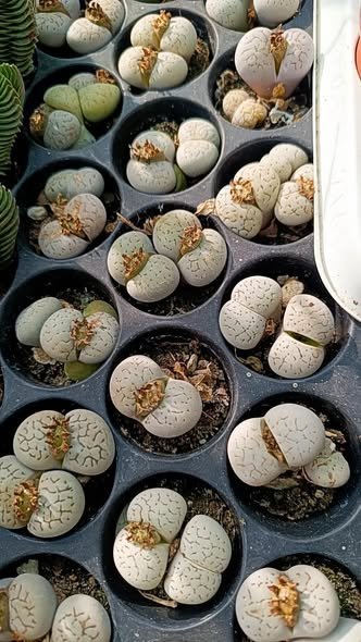 Siracactus-Succulente-Dinteranthus-vanzylii.jpg