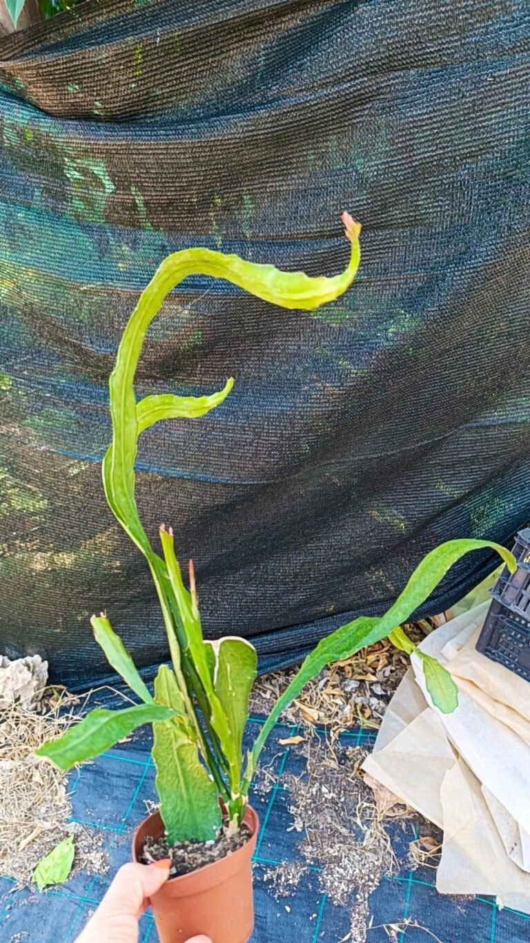 Siracactus-Succulente-Disocactus-horichii.jpg