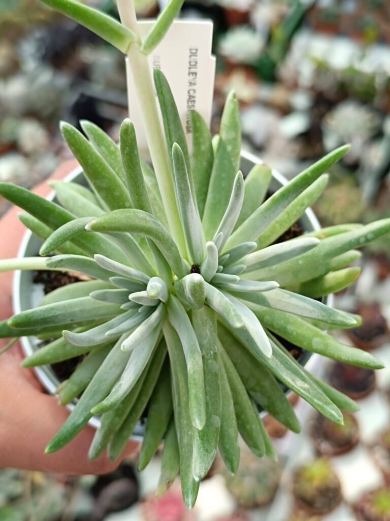 Siracactus-Succulente-Dudleya-caespitosa-2.jpg