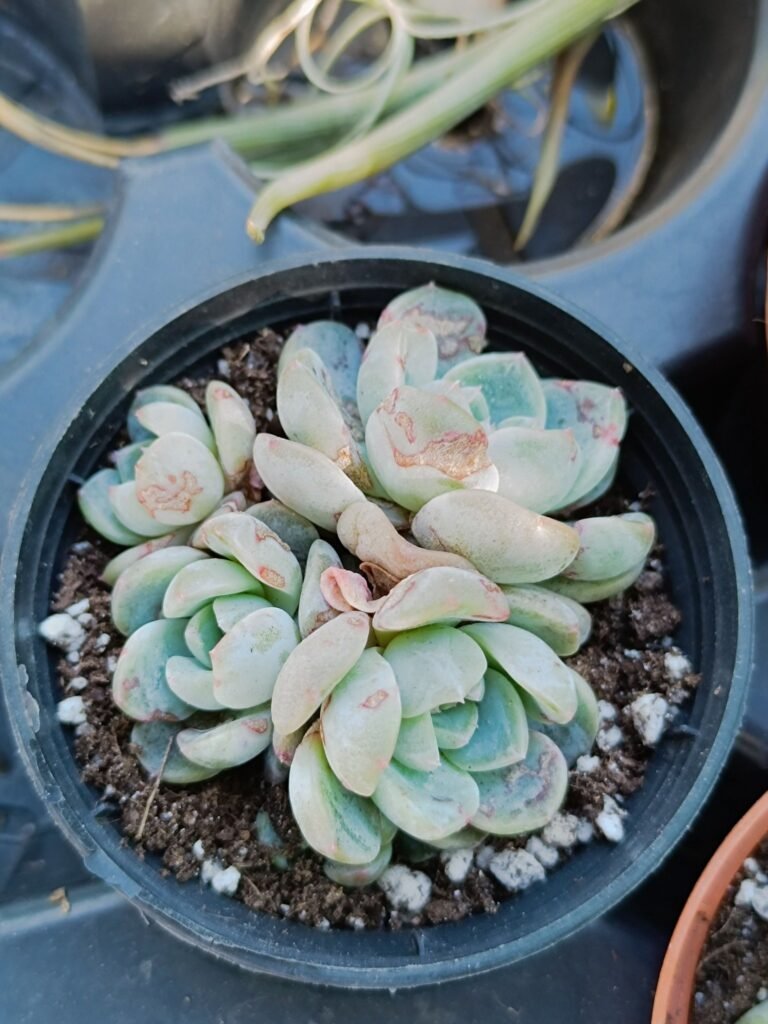 Siracactus-Succulente-Echeveria-Amber.jpg