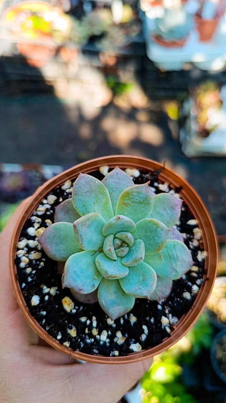 Siracactus-Succulente-Echeveria-Anthony-Quinn.jpg
