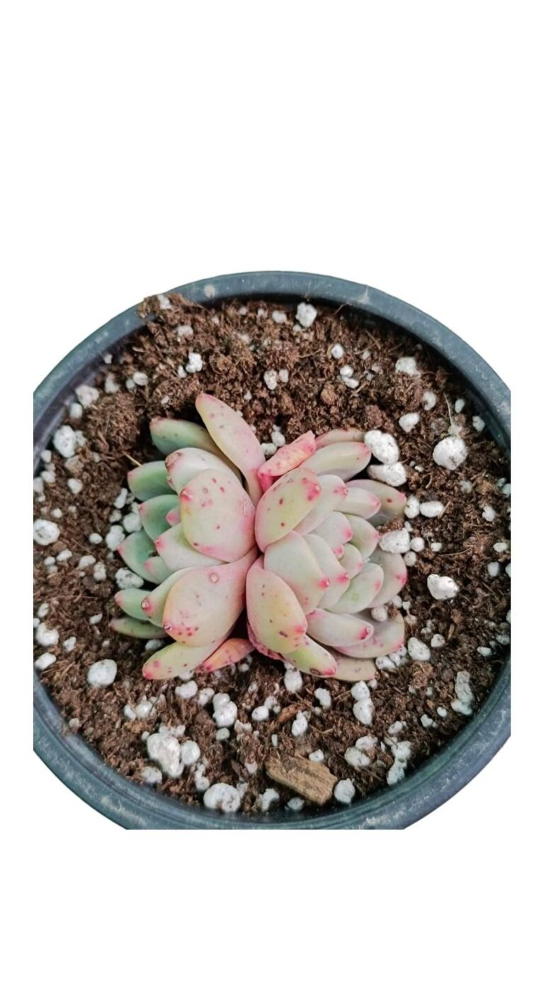 Siracactus-Succulente-Echeveria-Ariel-korean-3.jpg